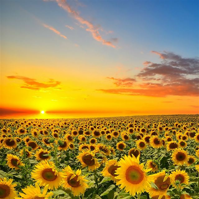 1280x1280 Sunset Over Sun Flowers Field - orange iPad Wallpaper