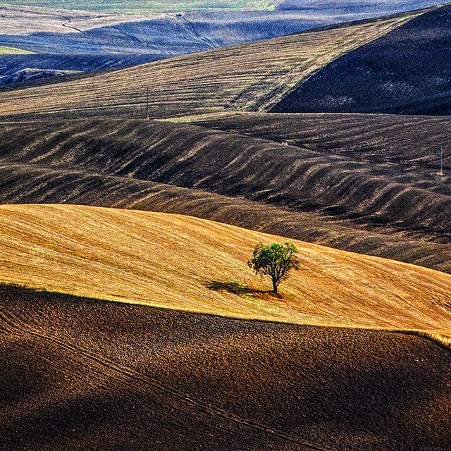 1024x1024 Nature Lonely Tree On Dessert Farm - shadow iPad Wallpaper