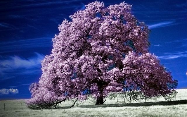 1024x1024 Scenic Infrared Trees - blossom iPad Wallpaper