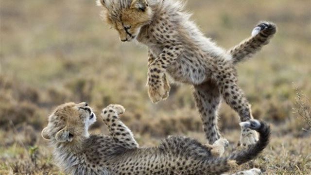 1024x1024 Cute Little Leopard Playtime - animal iPad Wallpaper