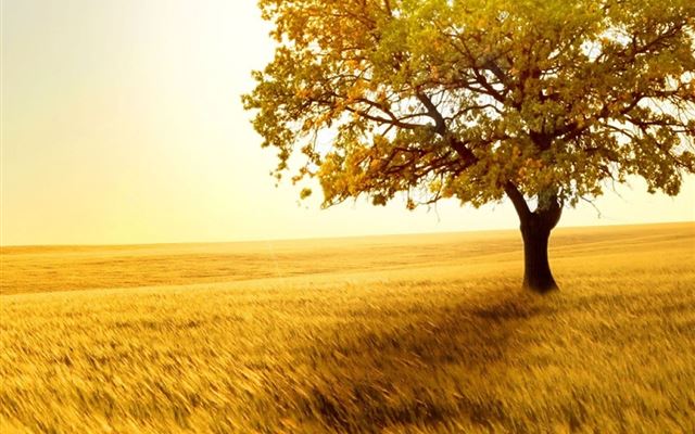1024x1024 Nature Golden Tree On Grassland - view iPad Wallpaper