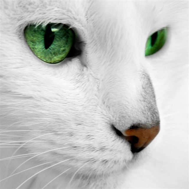 1024x1024 Emerald Cat Eyes - macro iPad Wallpaper