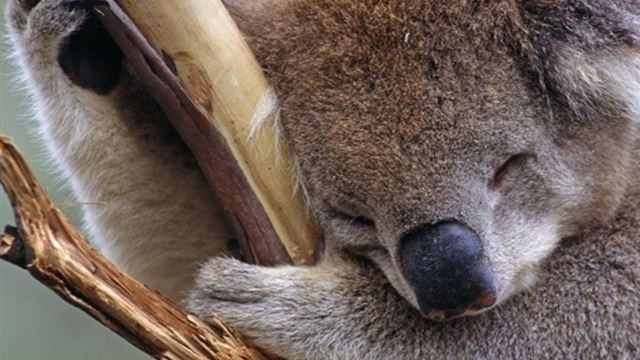 1024x1024 Sleepy Cute Koala - macro iPad Wallpaper