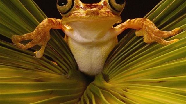 1024x1024 Frog Stare Macro - animal iPad Wallpaper