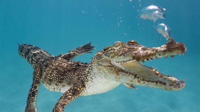 1024x1024 Underwater Crocodile - black iPad Wallpaper