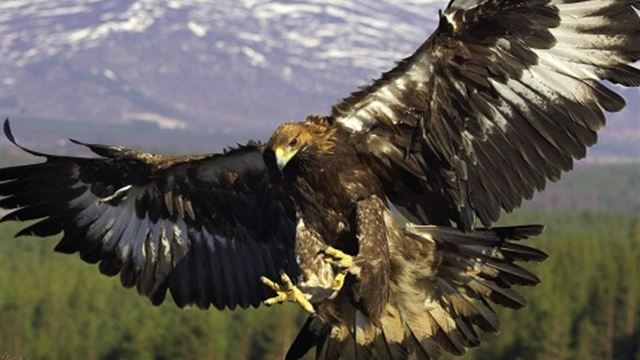 1024x1024 Soaring Hawk - black iPad Wallpaper