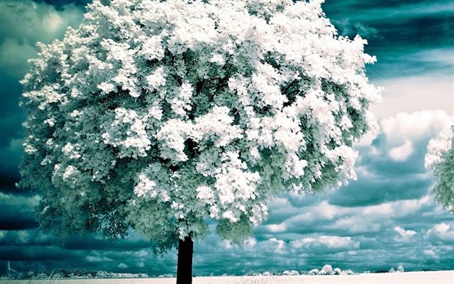 1024x1024 Infrared Photography Trees - tree iPad Wallpaper