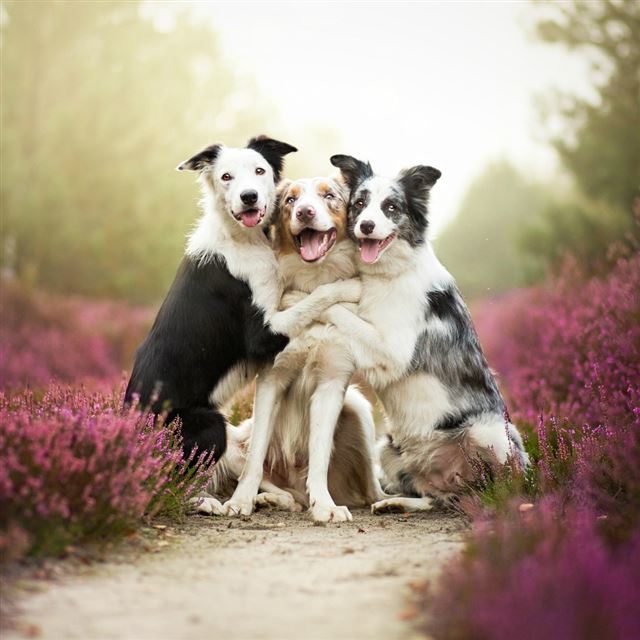 1024x1024 Funny Dog Friends - funny iPad Wallpaper