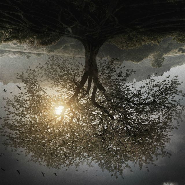 1024x1024 The Divergent Series Insurgent Tree - tree iPad Wallpaper