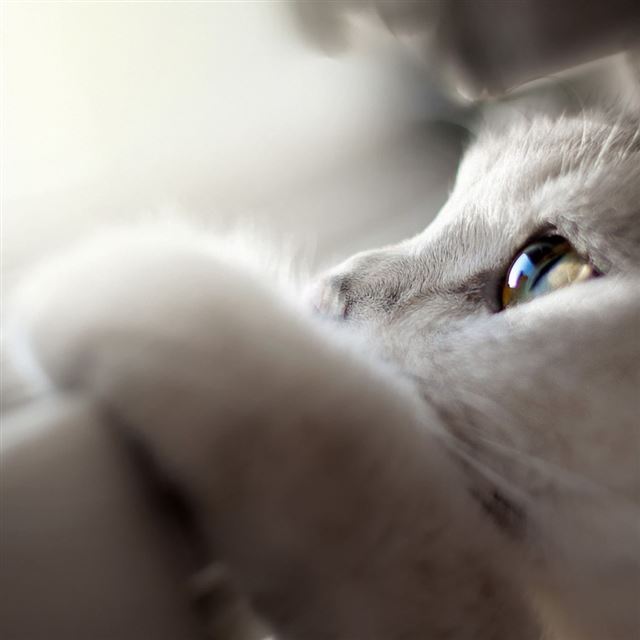 1024x1024 White Kitty Cat Macro - macro iPad Wallpaper