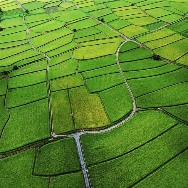 1024x1024 Nature Vast Rice Paddy - plant iPad Wallpaper