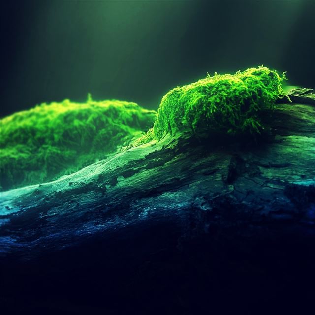 1024x1024 Nature Green Moss On Wither Wood - plant iPad Wallpaper