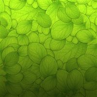 Pure Green Leaf Texture Pattern Background wallpaper