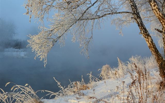 1024x1024 Winter Snowy Tree Landscape - tree iPad Wallpaper