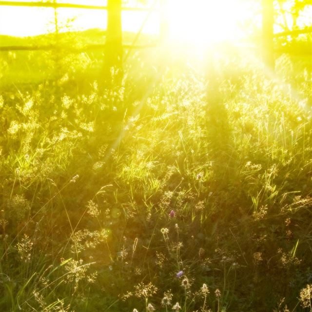1024x1024 Spring Sunlight Over Grassy Field - sunlight iPad Wallpaper