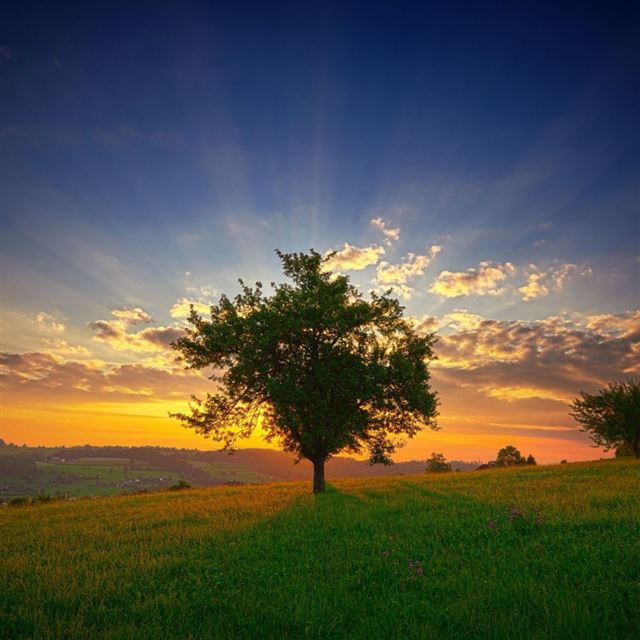 1024x1024 Sun Beames Lighting Tree On The Field - tree iPad Wallpaper
