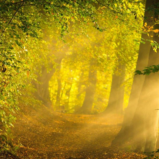 1024x1024 Moring Sunshine In The Forest - sunlight iPad Wallpaper