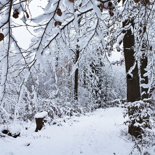 1024x1024 Snowy Day In The Forest - winter iPad Wallpaper