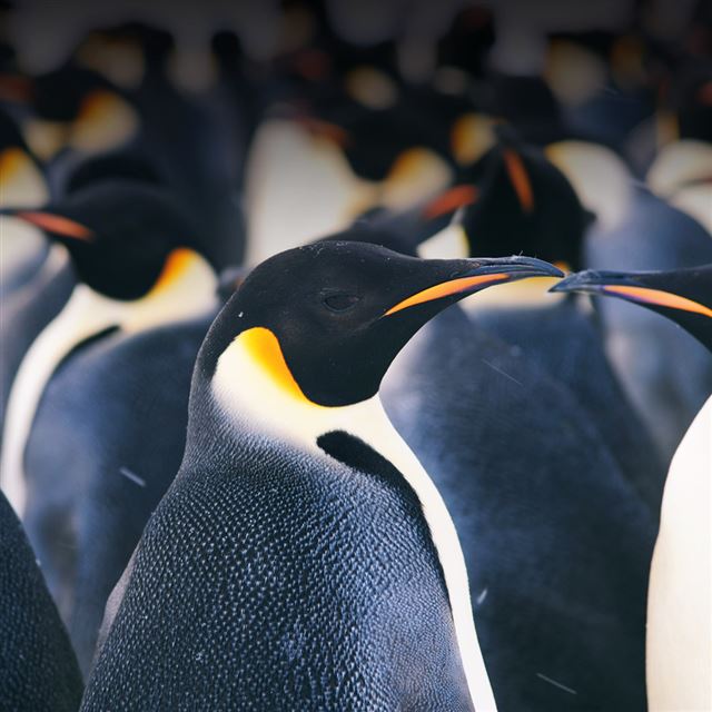 1024x1024 The North Pole Penguin Close Up - animal iPad Wallpaper