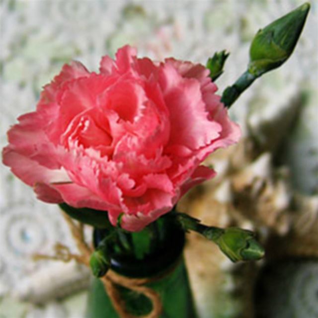 1024x1024 Pure Thanks To Mom Carnation Flower Macro - thanksgiving iPad Wallpaper