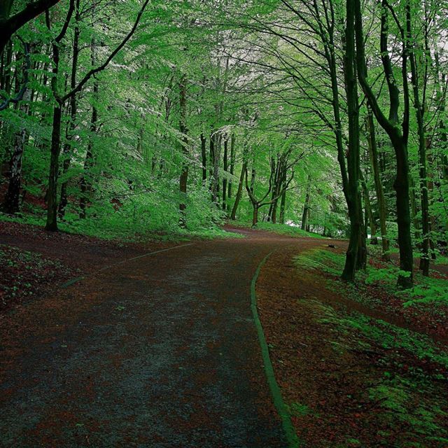 1024x1024 Road Through The Forest - path iPad Wallpaper