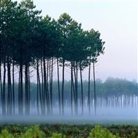 Straight Trees Mist Woodland Landscape wallpaper