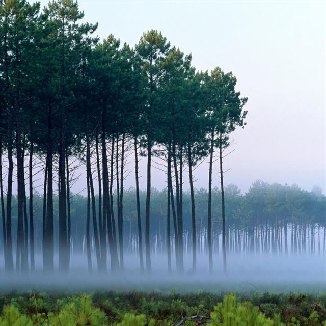 1024x1024 Straight Trees Mist Woodland Landscape - tree iPad Wallpaper