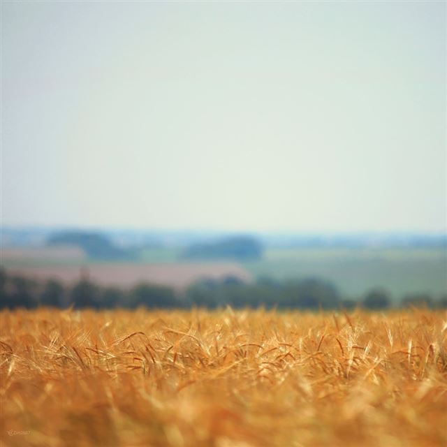 1024x1024 Nature Blurred Wheat Field - plant iPad Wallpaper