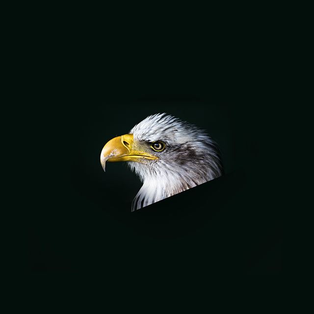 1024x1024 Eagle Dark Animal Bird Face - animal iPad Wallpaper