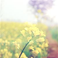 Pure Beautiful Yellow Flower Filed Bokeh wallpaper