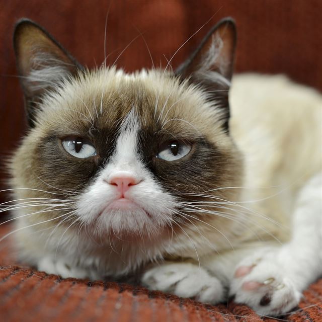 1024x1024 Grumpy Cat Close Up - close up iPad Wallpaper