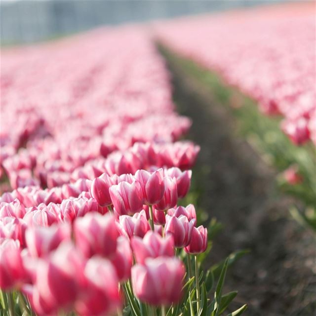 1024x1024 Nature Beautiful Tulips Garden Blur - road iPad Wallpaper