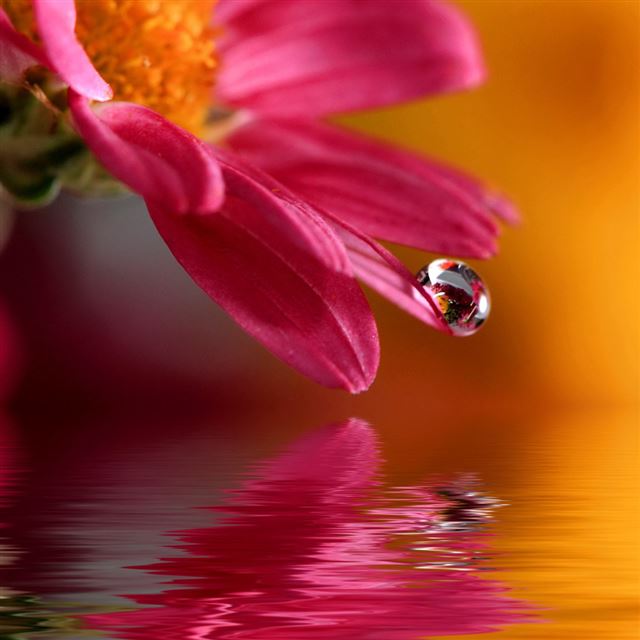 1024x1024 Pure Flower Dew Macro Over Water Surface - orange iPad Wallpaper