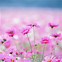 Happy Galsang Flower Field Blur wallpaper