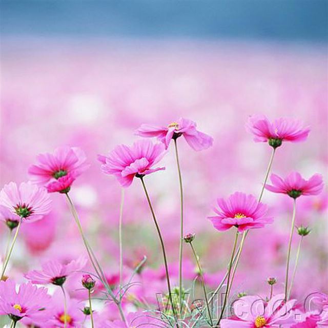1024x1024 Happy Galsang Flower Field Blur - brown iPad Wallpaper