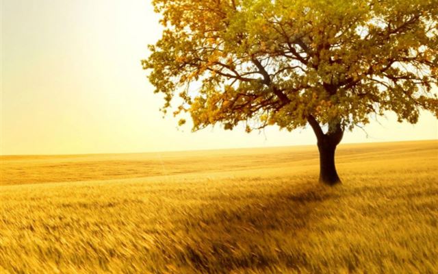 1023x1024 Nature Golden Sunset Lonely Tree Grass Field - vast iPad Wallpaper