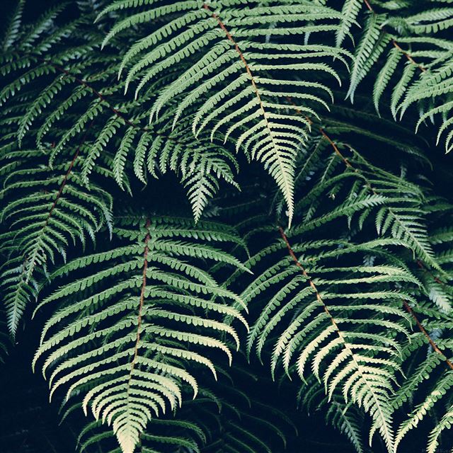 1024x1024 Nature Fern Green Leaf - leafy iPad Wallpaper
