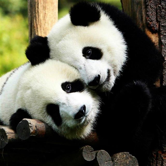 1024x1024 Panda Bears In Love - sweet iPad Wallpaper