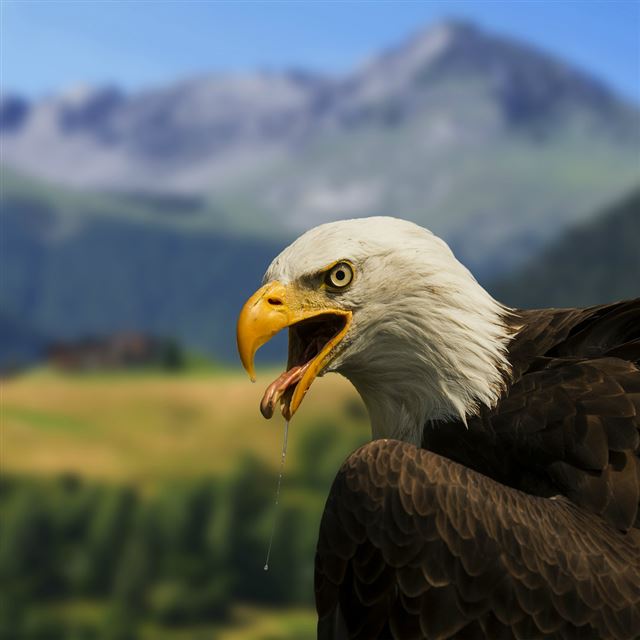 1024x1024 Bald Eagle Close Up - close up iPad Wallpaper