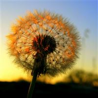 Nature Sunset Dandelion Flower Macro wallpaper