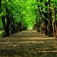 Natural Grove Green Trees Path wallpaper