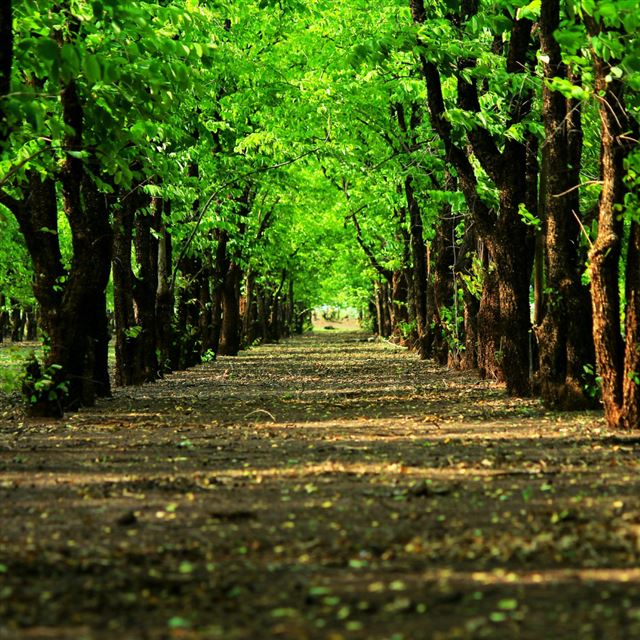 1024x1024 Natural Grove Green Trees Path - shadow iPad Wallpaper
