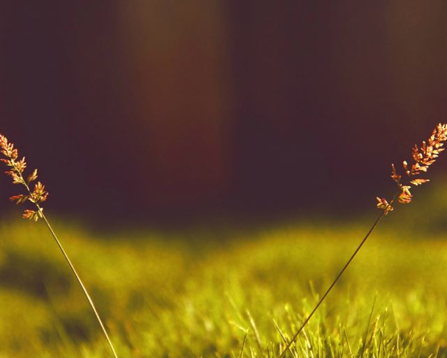 1024x1024 Baby Pampas Plume Grass Field - bokeh iPad Wallpaper