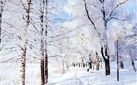Winter Pure Snowy Park wallpaper