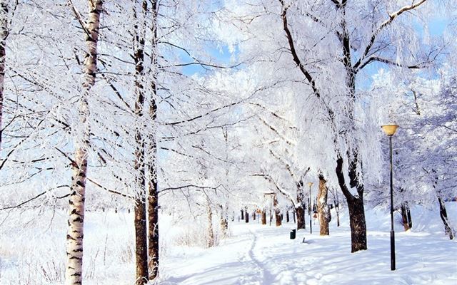1024x1024 Winter Pure Snowy Park - shadow iPad Wallpaper