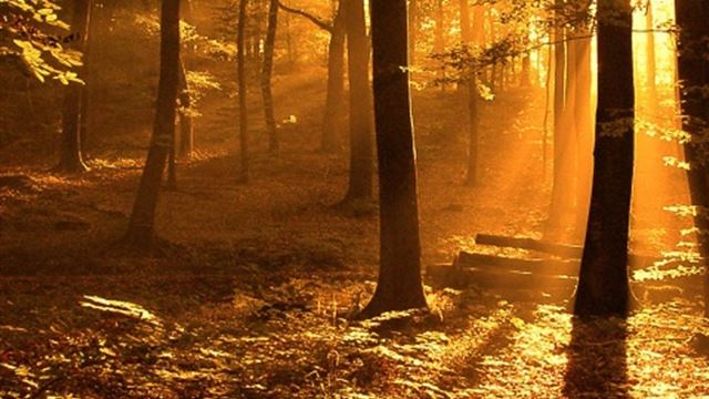 1024x1024 Golden Sunlit Forest - sunlight iPad Wallpaper