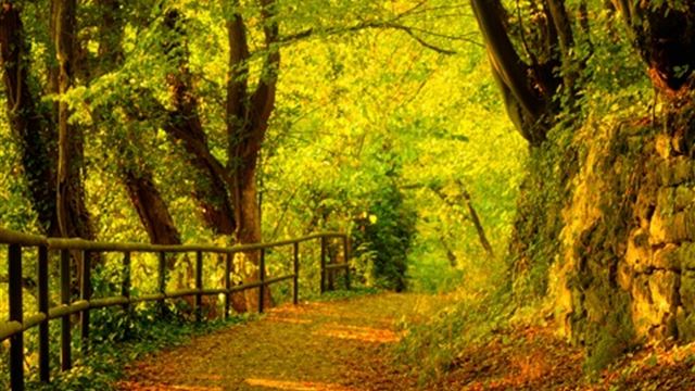 1024x1024 Leafy Autumn Pathway - green iPad Wallpaper