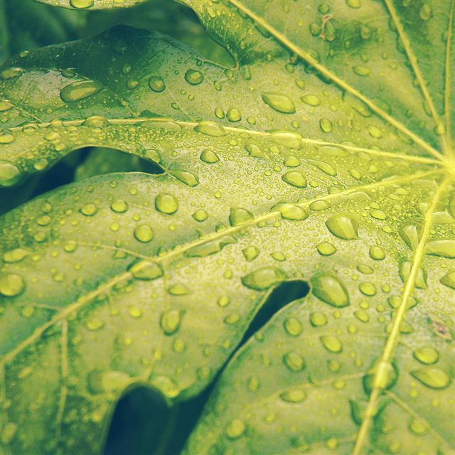 1024x1024 Green Shower Leaf Macro -  iPad Wallpaper
