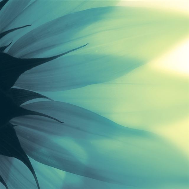 1024x1024 Cool Summer Flower Transparent Petal - sunlight iPad Wallpaper