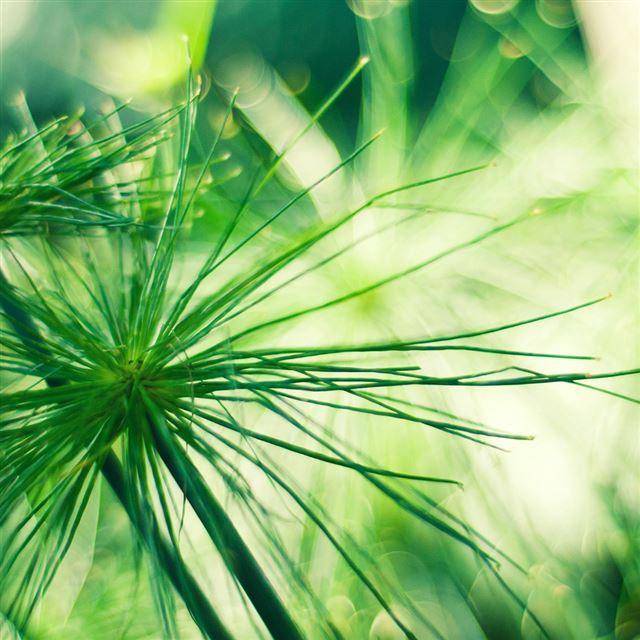 1024x1024 Marie Grass Macro Bokeh - plant iPad Wallpaper